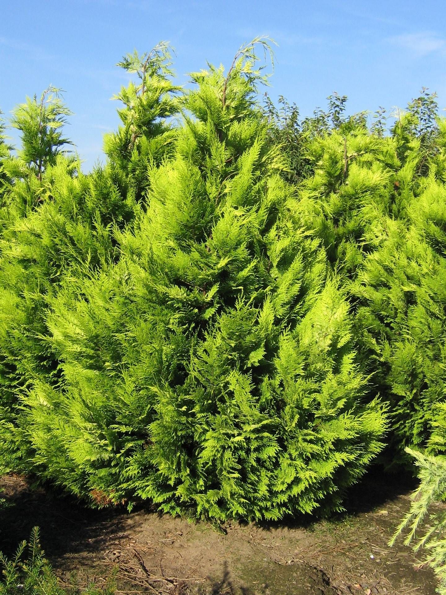 Chamaecyparis lawsoniana 'Ivonne'